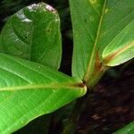 Ocotea insularis Hoja