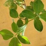 Arachis hypogaea Leaf