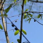 Asimina triloba Blad