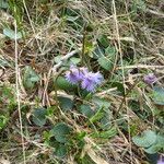 Soldanella alpina Leaf