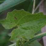 Mikania micrantha Blad