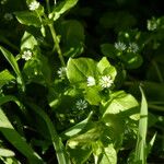 Stellaria neglecta Habitus