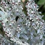 Artemisia ludoviciana Fruit