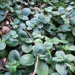 Crassula multicava Leaf