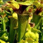 Sarracenia flava Libunga