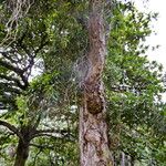 Melaleuca quinquenervia 樹皮