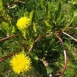 Taraxacum palustre Агульны выгляд