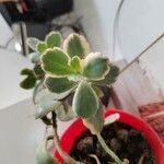 Kalanchoe fedtschenkoi Levél