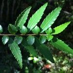 Azara lanceolata Leaf