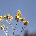 Eriogonum alatum Агульны выгляд