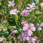 Gypsophila vaccaria Květ