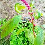 Amaranthus caudatus Blatt