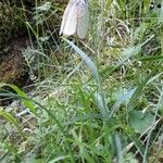 Fritillaria involucrata Квітка