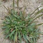 Plantago serraria Foglia