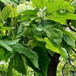 Catalpa ovata Habitus