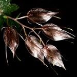 Acianthus macroglossus Tabia