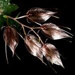 Acianthus macroglossus Агульны выгляд