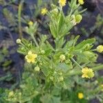 Ranunculus sceleratus Flor