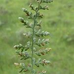 Asplenium fontanum Blatt