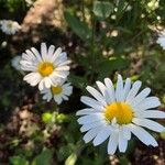 Leucanthemum vulgareFlower