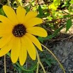 Helianthus angustifolius Квітка