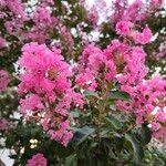 Lagerstroemia speciosa Květ