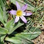 Romulea arnaudii 花