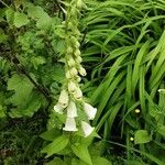 Digitalis grandiflora Агульны выгляд