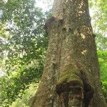 Julbernardia pellegriniana Corteza