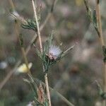 Lactuca saligna ഫലം