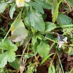 Viola arvensis Leaf