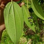 Miconia dependens Feuille