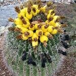 Ferocactus wislizeni Fruto