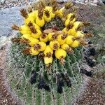 Ferocactus wislizeni Fruit