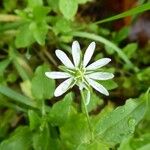 Stellaria nemorum Λουλούδι