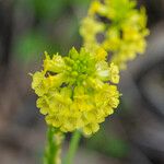 Barbarea stricta Flower