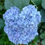 Hydrangea macrophylla Flower