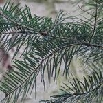 Abies grandis Blatt