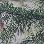 Abies grandis Feuille