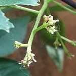 Zanthoxylum piperitum Flower