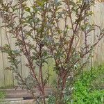 Crape MyrtleHabit