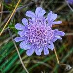 Scabiosa canescens Blüte