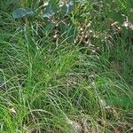 Carex alba Blatt