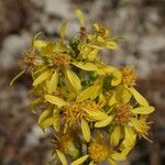 Solidago virgaureaКвітка