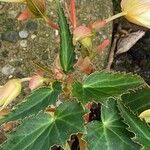 Begonia boliviensis ᱥᱟᱠᱟᱢ