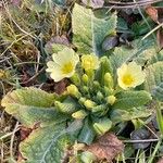 Primula vulgaris その他の提案