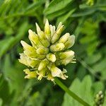 Astragalus cicer 花