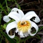 Sobralia liliastrum Flower