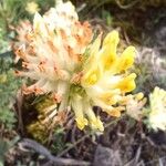 Anthyllis vulneraria 花