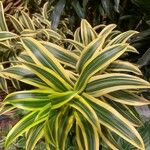 Dracaena reflexaBlad